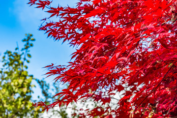 Japanese maple, Acer palmatum with red leaves in autumn. Fall season treetops against blue sky background