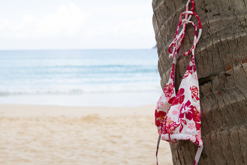 Bikini top hanging on a palm tree on tropical island