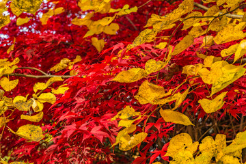 Japanese maple, Acer palmatum with red leaves in autumn. Fall season treetops against blue sky background