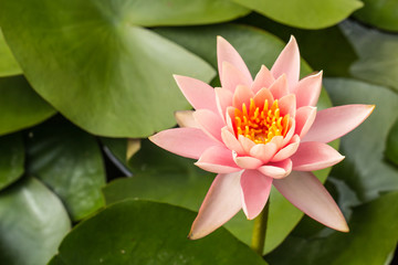   Colorful yellow carpel in pink  lotus flower in pool