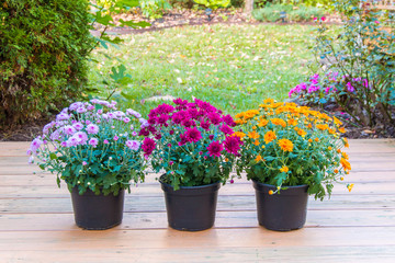 Colorful mum flowers