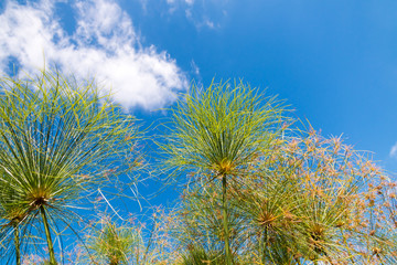 Fototapeta premium Flower umbels on sky background