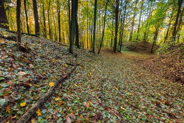 Beautiful wild autumnal forest with colorful fallen leaves