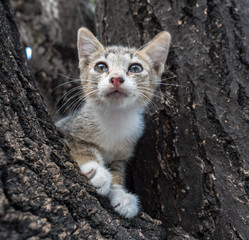 Little cute kitten on tree