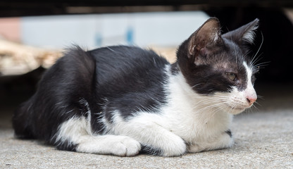 Little cute kitten lay on concrete floor
