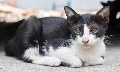 Little cute kitten lay on concrete floor