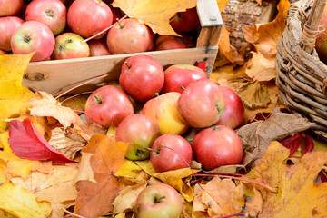 Naklejka na ściany i meble Red apples with autumn leaves 