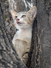 Little cute kitten on tree