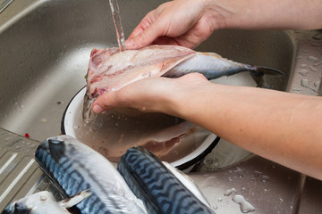 Le chef de femme nettoie le maquereau de poisson dans l& 39 eau