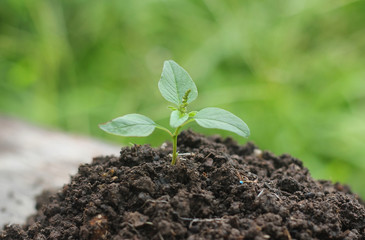 Seedling green plant isolated on nature background