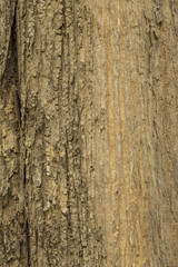 Bark of Old Tree vertical Texture