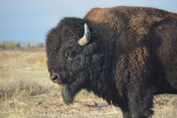 Bison d& 39 Amérique Buffalo dans la prairie