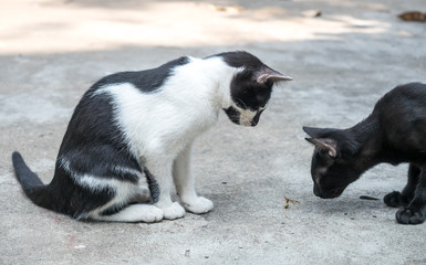 Cute kittens share food in garden