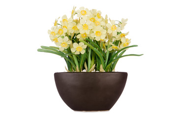 Daisy camomile flowers isolated on white