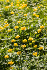 meadow with buttercup flowers