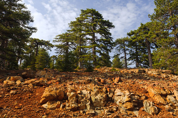 Stones and pine forest in the Troodos Mountains. Cyprus