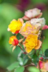 Fototapeta na wymiar variété ancienne de rose 