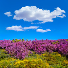 Obraz premium The way of Saint James in Leon pink mountains
