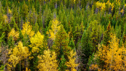 Tree tops of the boreal forest at the trail of the Valley of Five Lakes in Autumn in Jasper...