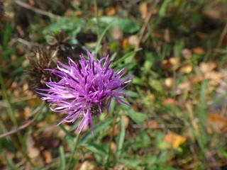 Фиолетовый цветок на лугу в солнечный день