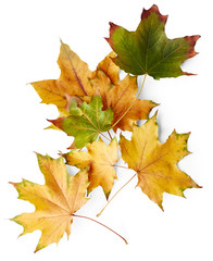 Leaves of maple tree