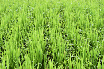 Green rice fields in Thailand.