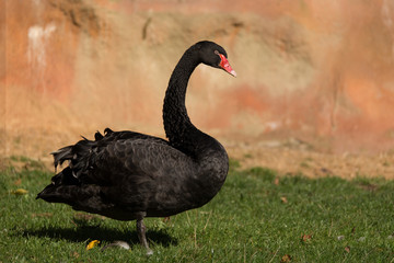 black swan walking on grass