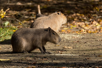 Close up photo of Capybara