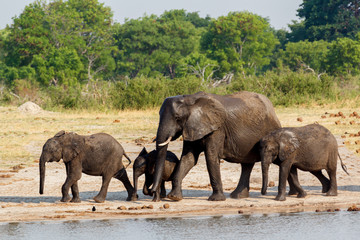 Fototapeta premium African elephants drinking at a muddy waterhole
