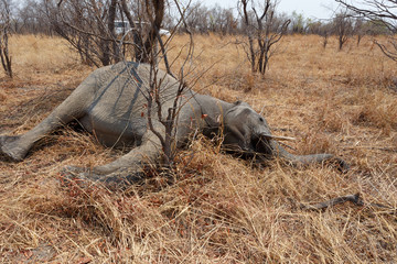 Small dead elephant in national park hwankee, Botswana