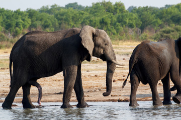 herd of African elephants drinking at a muddy waterhole