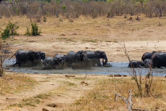 African elephants bathing at a muddy waterhole