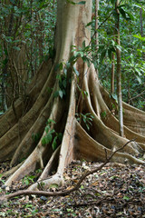 massive tree is buttressed by roots Tangkoko Park