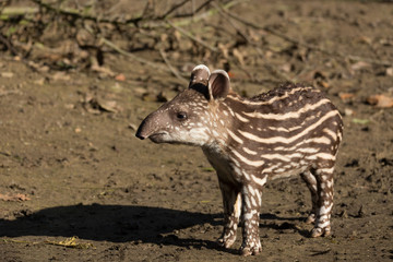 Obraz na płótnie Canvas baby of the endangered South American tapir