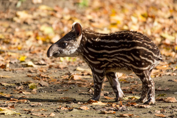 baby of the endangered South American tapir