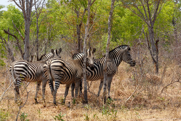 Fototapeta na wymiar Zebra foal in african tree bush.
