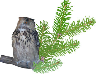 owl and pine branch isolated on white