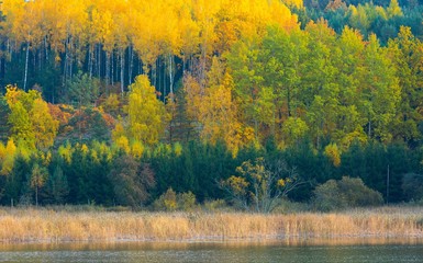 Beautiful landscape of autumnal forest near lake