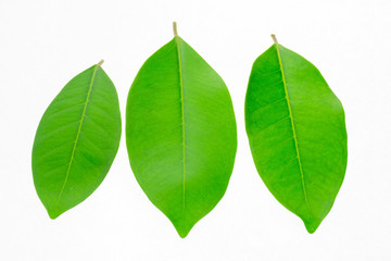 Green leaf on white background