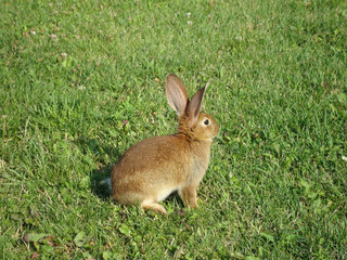 Fototapeta premium brown rabbit sitting on the grass