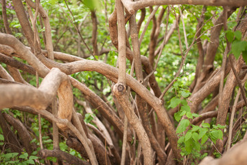 Branches and trunks of an old lilac bush