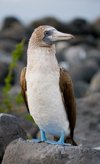 Blue-footed boobies sitting on a rock. Close-up. Galapagos. An excellent illustration.