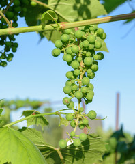 Bunch of unripe green grapes hanging from the vines