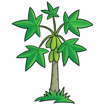 Papaya Tree Cartoon
Illustration of cute cartoon papaya tree.