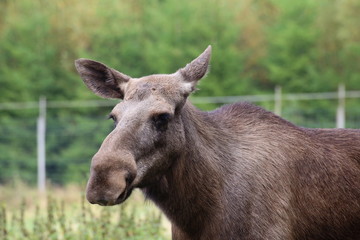 Head of an elk (Alces alces) without antlers