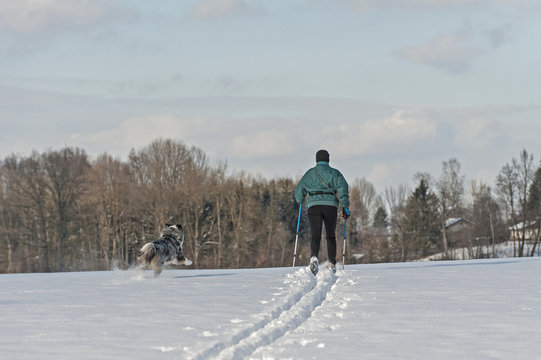 Skilanglauf mit Hund