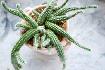 succulent plant top view