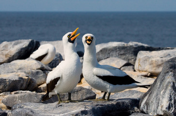 Masked booby. Two birds on the nest. Close-up. Galapagos. An excellent illustration.