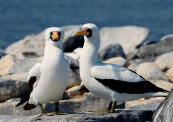Masked booby. Two birds on the nest. Close-up. Galapagos. An excellent illustration.