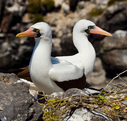 Masked booby. Two birds on the nest. Close-up. Galapagos. An excellent illustration.
